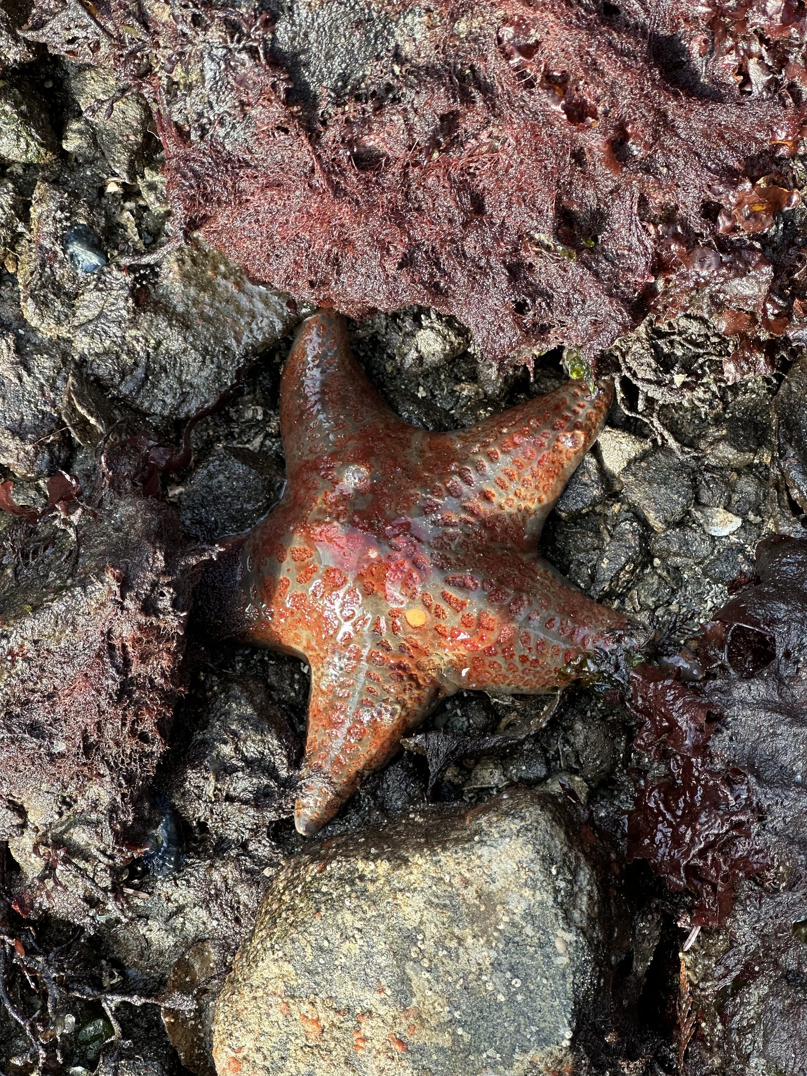 Single ochre sea star resting on red seaweed and rock