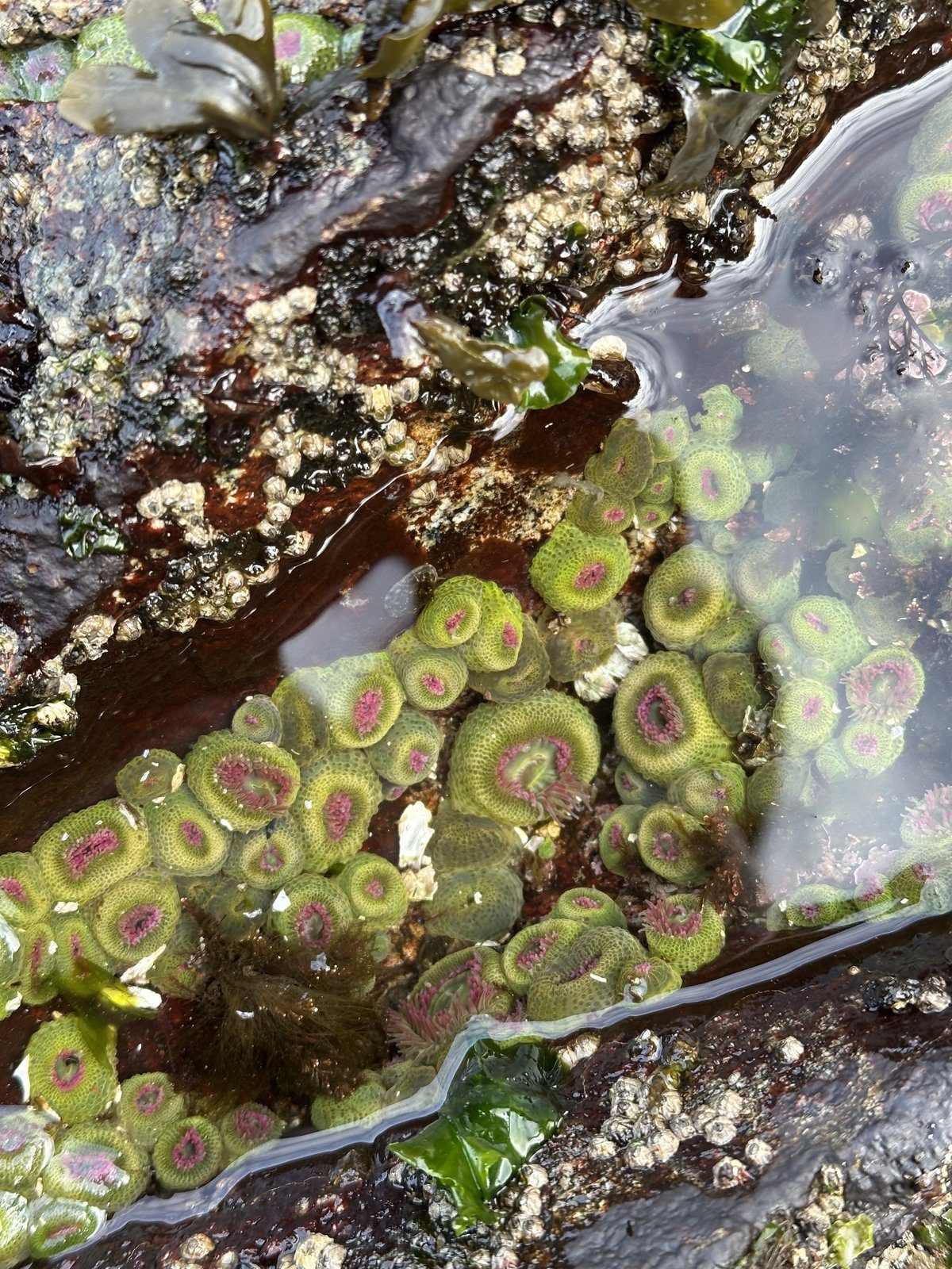 Aggregating green anemones in a Bamfield tide pool