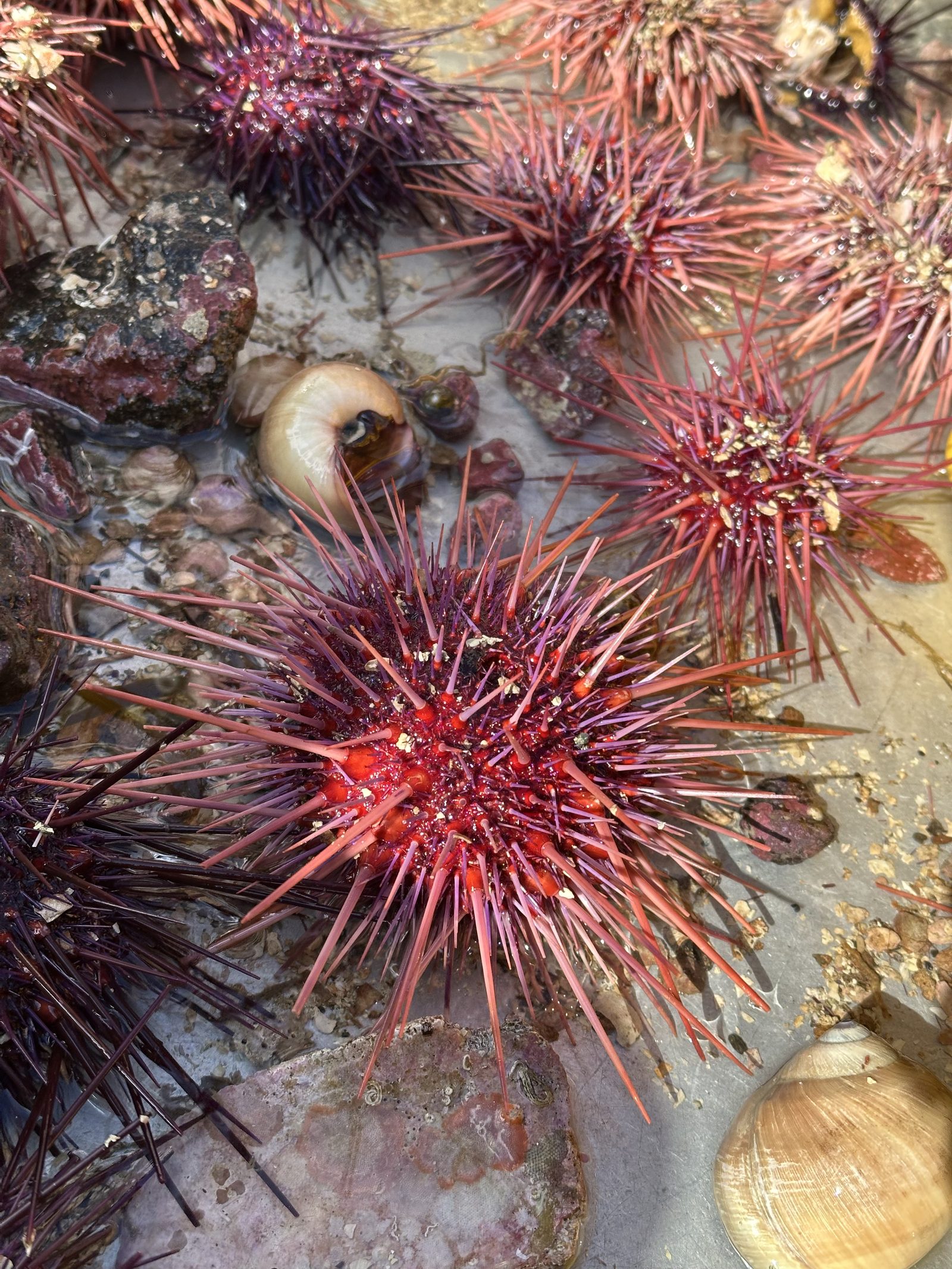 Red sea urchins in a Bamfield tide pool with snail and clam